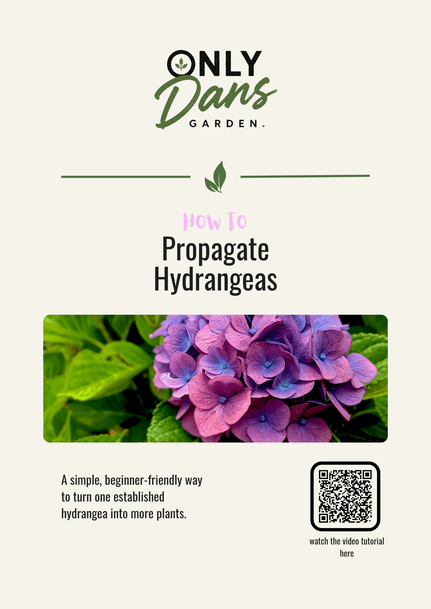 How to Propagate Hydrangeas guide cover